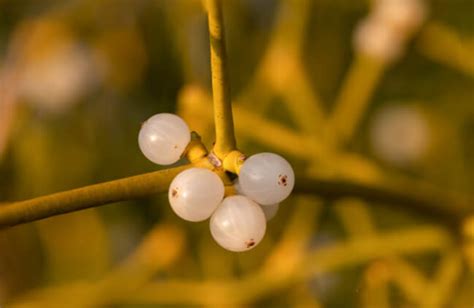 Mistletoe Viscum Album How To Grow And Care Guide