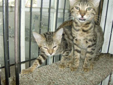 Bengal cat rescue texas in nature, dogs have a tendency to move a lot looking for food and they're used to changing their habitat rather often. Bengal Kittens FOR SALE ADOPTION from Hudson Florida Pasco ...