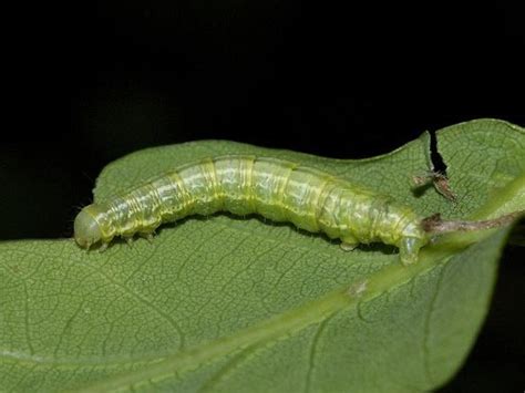 20 Types Of Green Caterpillars Balcony Garden Web