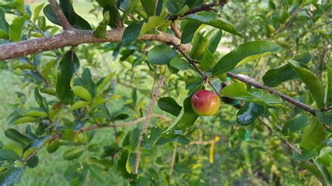 Once your fruit trees are established, they'll be relatively easy to care for and maintain. Barbados Cherry Tree - Food Forest Permaculture ...