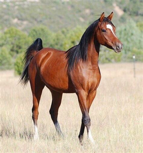 Arabian Pony Dreamyponies Horses Beautiful Horses Mare Horse