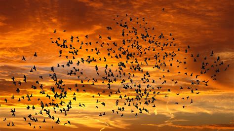Birds Flying In Formation 4k Ultra Hd Wallpaper Background Image