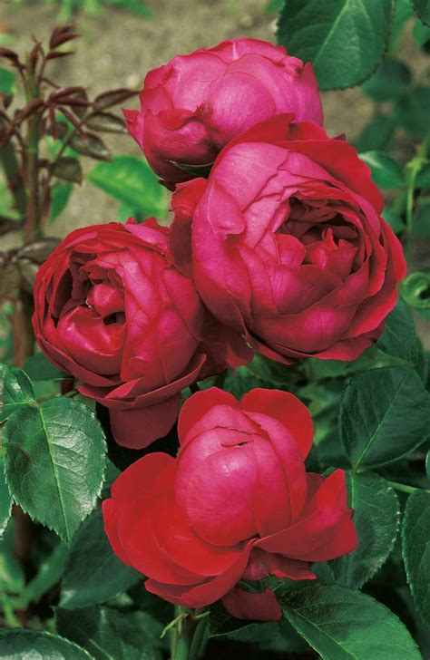 Kletterrose Red Eden Rose Rosa X Hybrida Wyss Shop