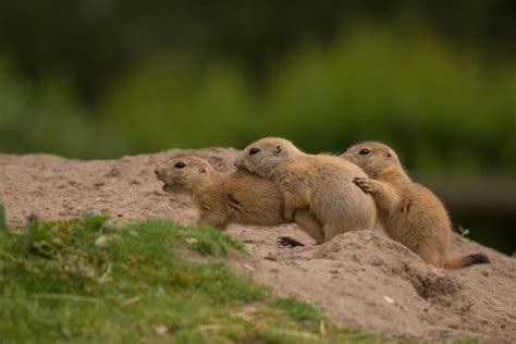 Prairie Dog Pups Pop Up At Naturzoo Rheine Zooborns