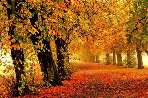 Autumn Fall Leaves Autumn Splendor Trees Hd Wallpaper Peakpx