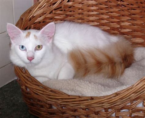 Turkish Van Cat For Sale Best 1 Exotic Pets For Sale