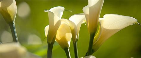 An Easter Prayer Calla Lily Flowers Calla Lilies Easter Prayers Be