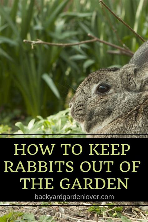 How To Keep Rabbits Out Of The Garden 9 Easy Ways Gardening For