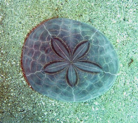 Huge Sand Dollar Beautiful Sea Creatures Ocean Creatures Sea Creatures