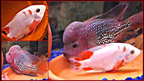 Breeding Of Vieja Synspilum Flowerhorn Hybrid And Marble Fenestratus