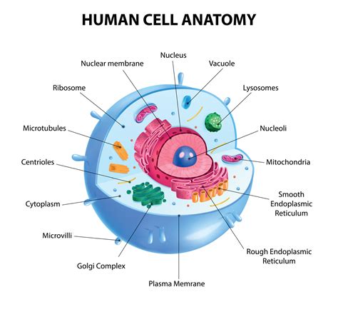 Human Cell Model Labeled