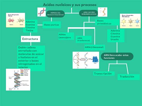 Mapa Conceptual De Acidos Nucleicos Y Sus Procesos Esquemas Y Mapas Conceptuales De Biología