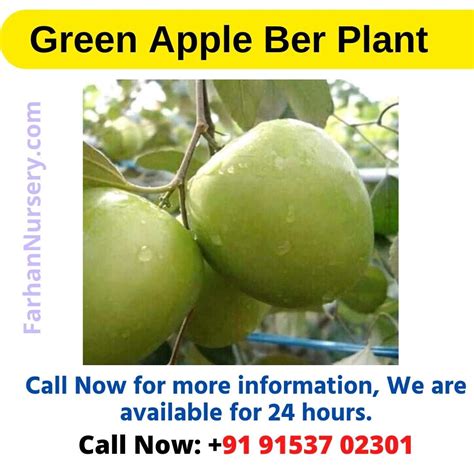Green Apple Ber Plant Best Plant Nursery In West Bengalkolkata। Farhan Nursery फरहान नर्सरी