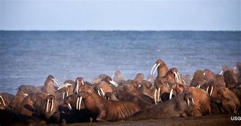 As Sea Ice Melts Some Say Walruses Need Better Protection