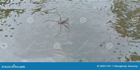 Gerridae Water Spiders Always Walkjump On The Surface Of The Water