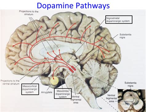 Neurology Dopaminergic Pathways Dopaminergic Pathways 4 Pathways