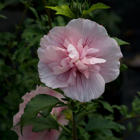 Hibiscus Syriacus ‘pink Chiffon Rose Of Sharon Shrub Althea Maple