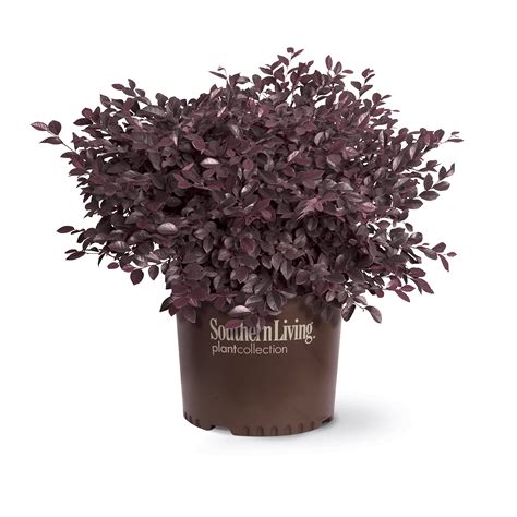 Purple Daydream Dwarf Loropetalum Southern Living Plants