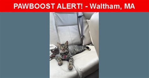 Lost Male Cat In Waltham Ma 02451 Named Gizmo Id 4545048 Pawboost