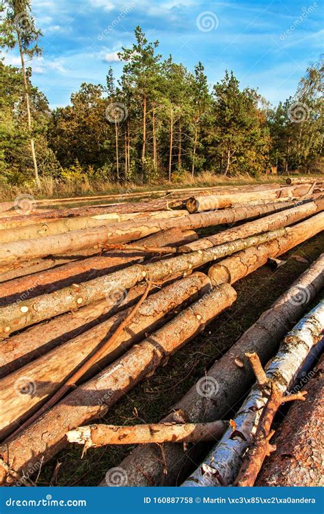 Felling The Forest Bark Beetle Timber Harvesting In The Czech