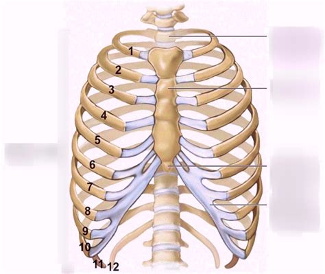 Posterior anatomy of rib cage. Posterior Rib Anatomy - Anatomy Drawing Diagram