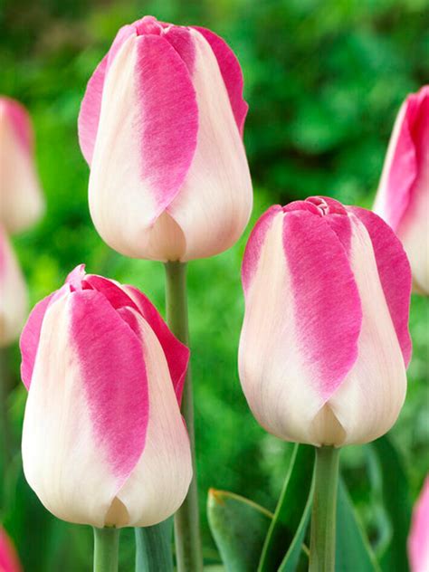 Tulipan Tulipa Innuendo Cebulki Tulipanów Dutchgrown™