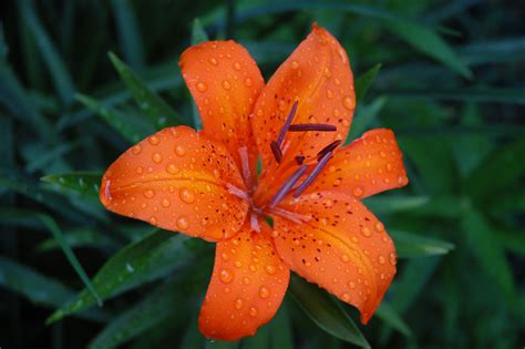 Filenln Tiger Lily