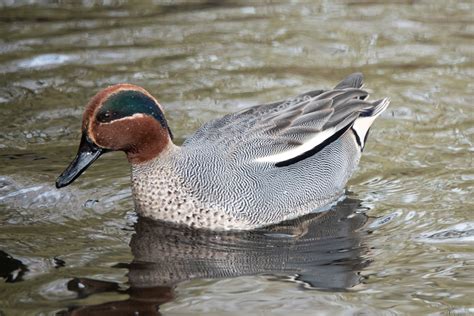 Eurasian Teal By Andy Hall Birdguides