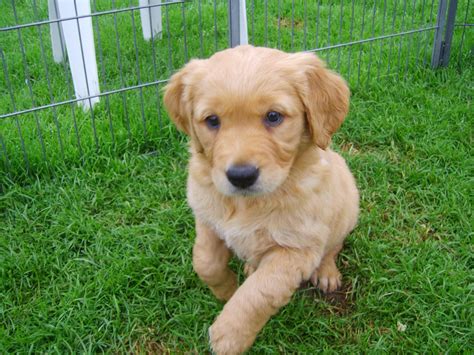 She also encompasses the typical wonderful golden retriever personality. Beautiful dark Golden Retriever pups for sale | Umberleigh ...