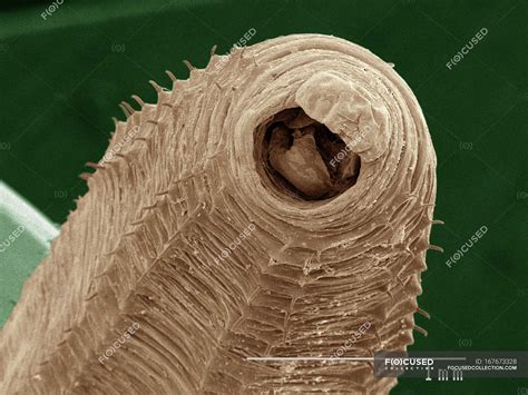 Coloured Scanning Electron Micrograph Of Earthworm — Texture One