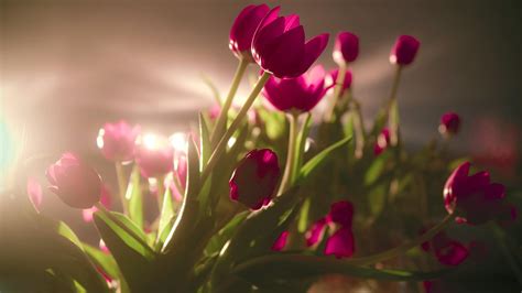 Tulips Flowers Wallpapers Wallpaper Cave