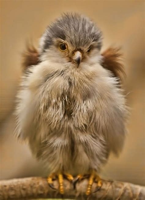 A Very Fluffy Little Baby Bird Cute Agiousness Pinterest