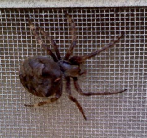 Large Spider In Harrisburg Pa Araneus Saevus Bugguidenet