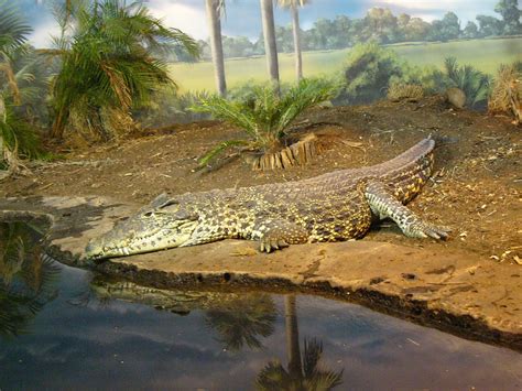 The Online Zoo Cuban Crocodile