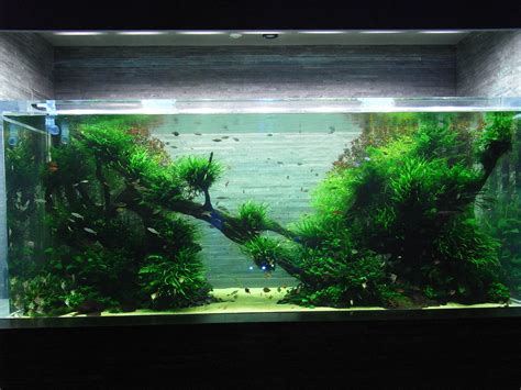 Which is also famous as the stronghold of·koi breeding. Takashi Amano Home Aquarium - 1000+ Aquarium Ideas