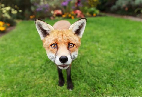 4 Surprising Smells That Foxes Cant Stand Pest Pointers