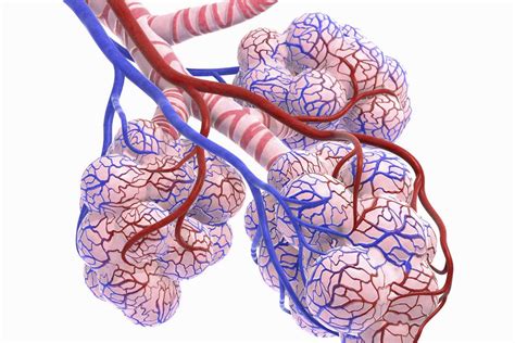 Alveoli Function Lung Anatomy And Causes Of Damage
