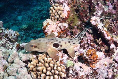 Epaulette Shark Stock Photos Pictures And Royalty Free Images Istock