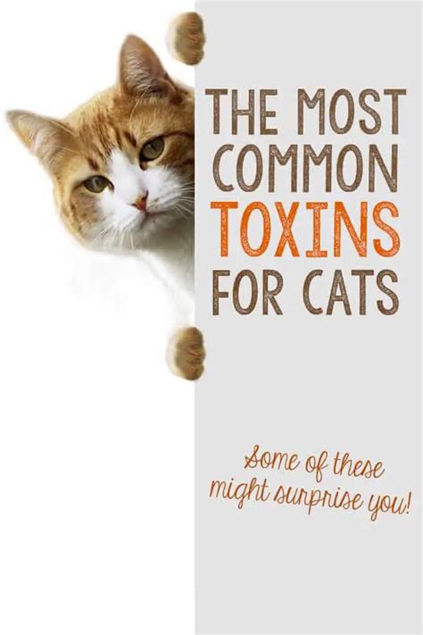 A Surprising List Of The Most Common Toxins For Cats