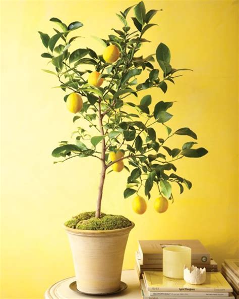 Indoor Citrus Trees Hubpages