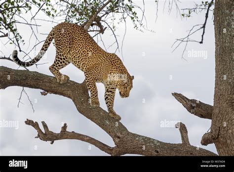 African Leopard Panthera Pardus Walking On Tree Branch In Acacia Tree
