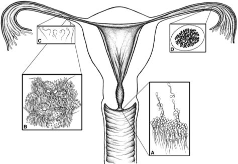 Human Female Reproductive Tract Illustrating Stages Of Gamete