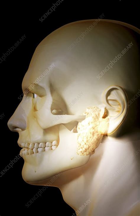 The Salivary Glands Stock Image F0024135 Science Photo Library