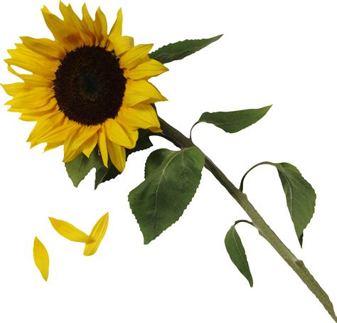 Sunflower Png Transparent Image Download Size 1901x1821px