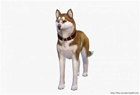 Siberian Husky Makeover Second Version At Blue Ancolia Sims 4 Updates