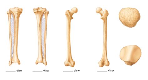 Leg Bones Diagram Quizlet