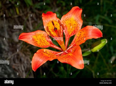 Fire Lily Orange Lily Lilium Bulbiferum Flowering Stock Photo Alamy