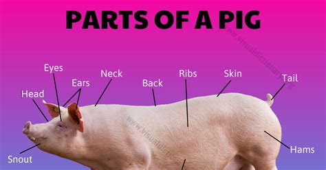 Pig Anatomy External Parts Of A Pig Visual Dictionary