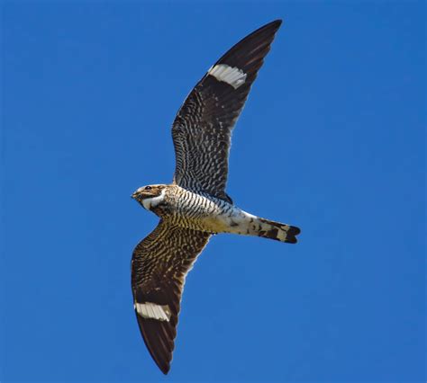 Common Nighthawk Species At Risk In The Land Between