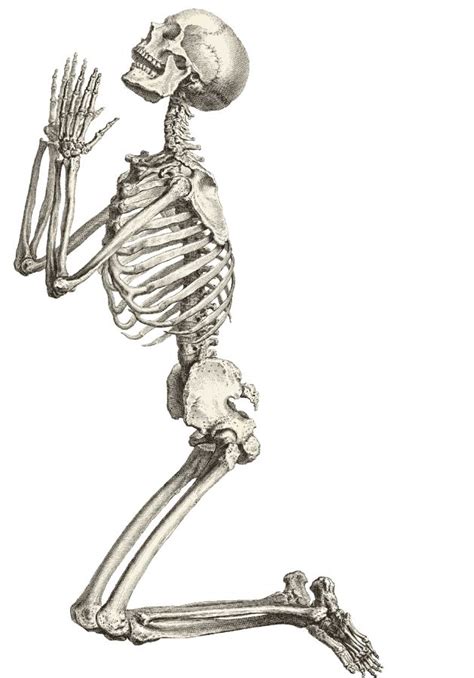Skeleton Esqueleto Dibujo Esqueleto Humano Arte De Anatomía
